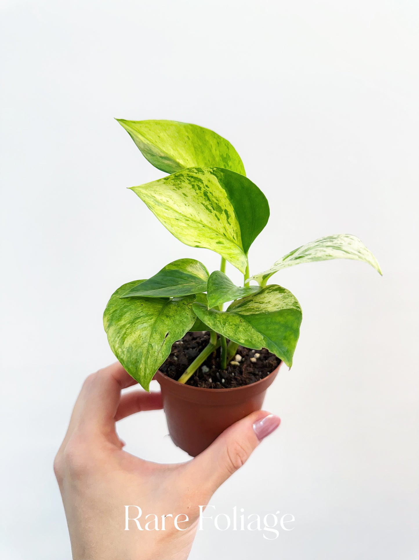 Epipremnum ‘Jessenia’ Pothos 3”