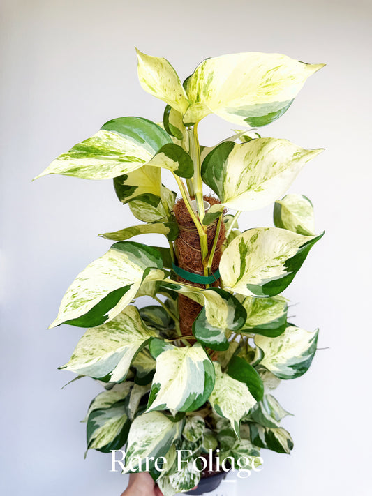 Epipremnum Aureum Pothos ‘Manjula’ Mature 8” Totem