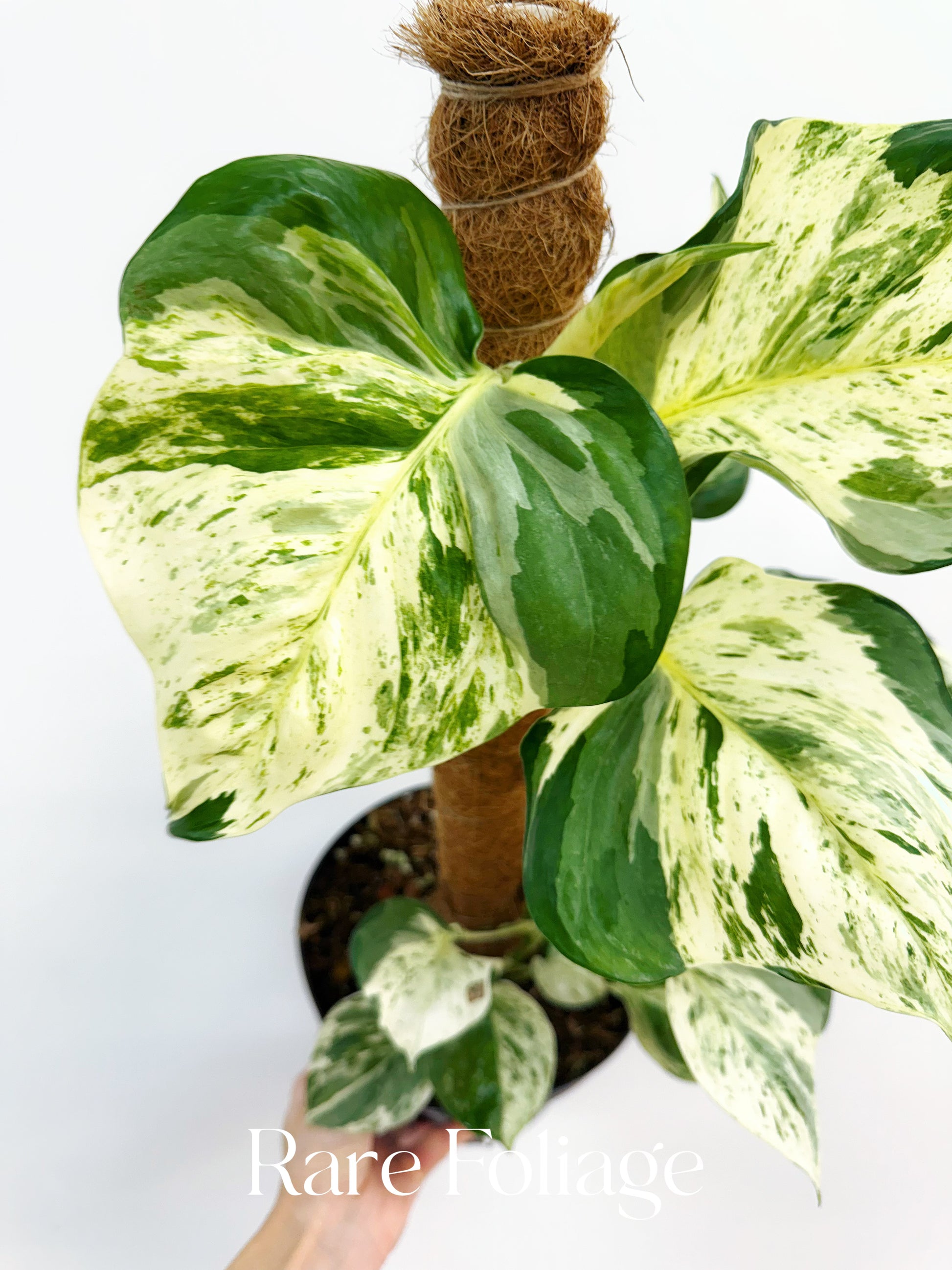 8 leafed house plant Epipremnum Aureum Pothos 'Manjula' Mature 8” – Rare Foliage Plant Co