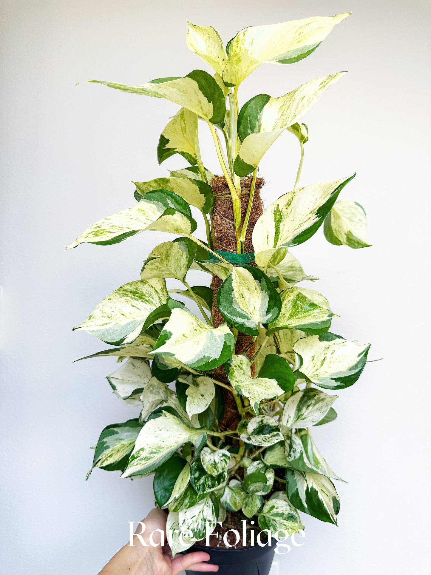 Epipremnum Aureum Pothos ‘Manjula’ Mature 8” Totem