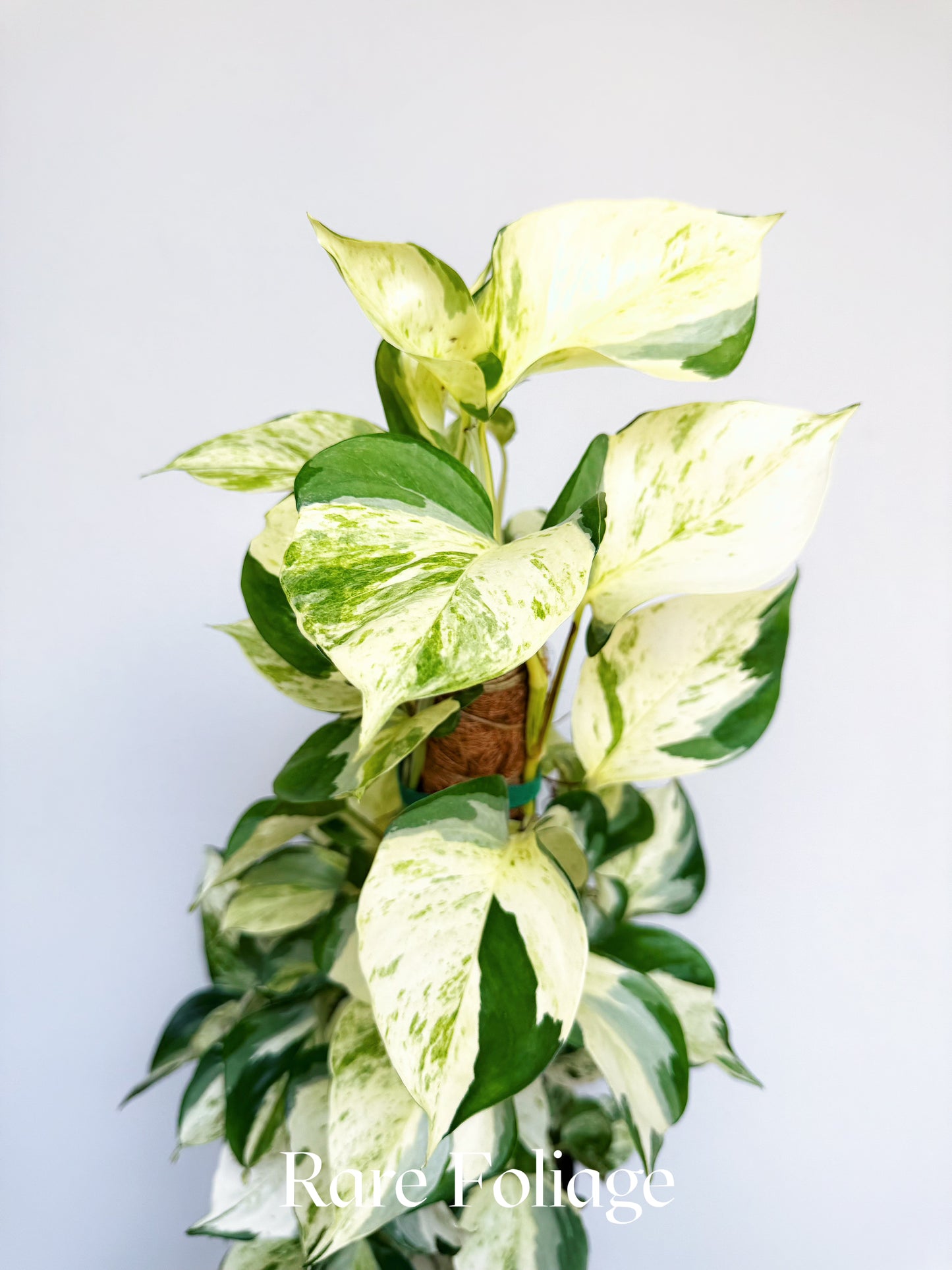 Epipremnum Aureum Pothos ‘Manjula’ Mature 8” Totem
