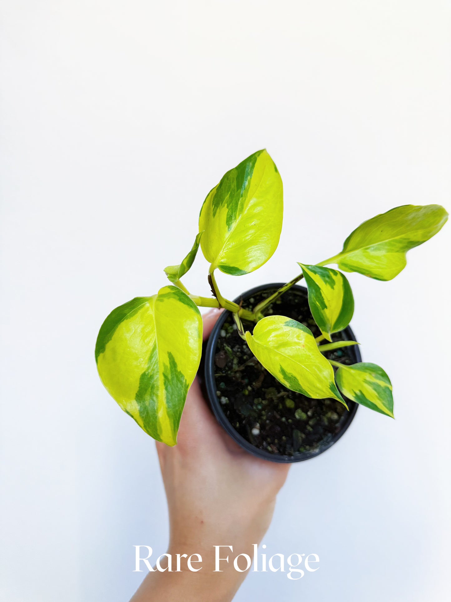 Epipremnum Neon Joy 4"