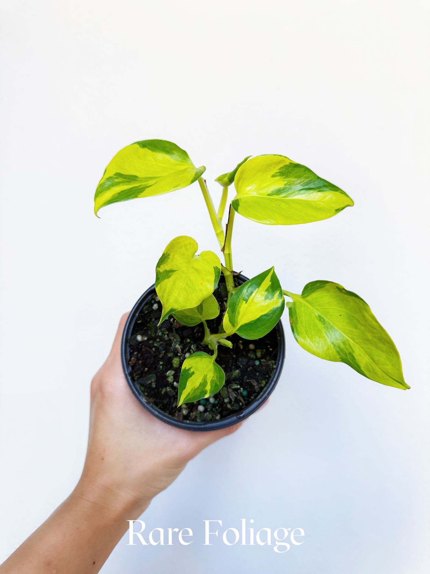 Epipremnum Neon Joy 4"