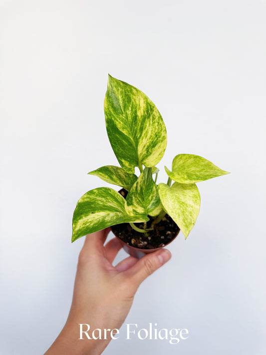 Epipremnum Sp. Neon Queen 3"