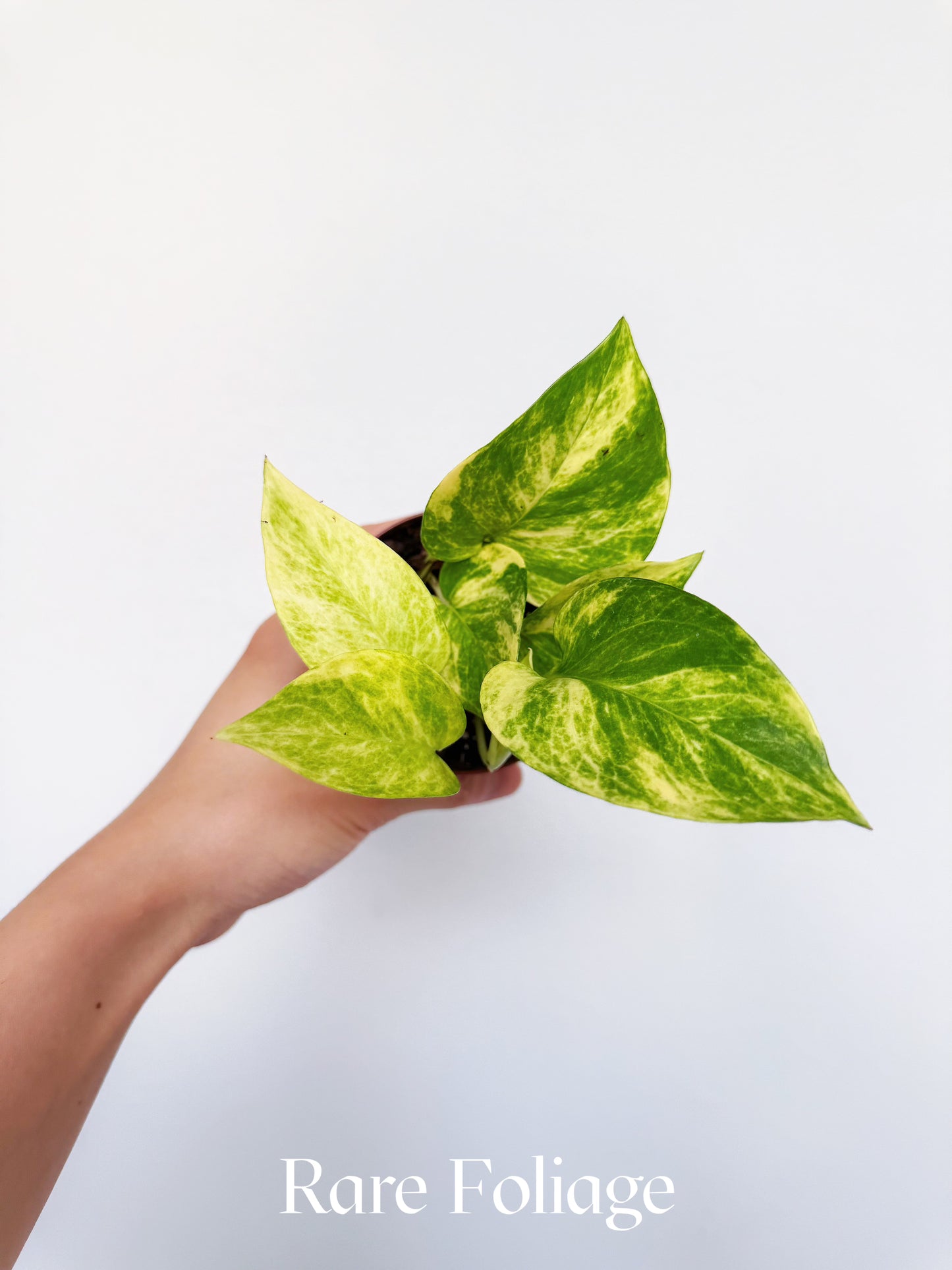 Epipremnum Sp. Neon Queen 3"