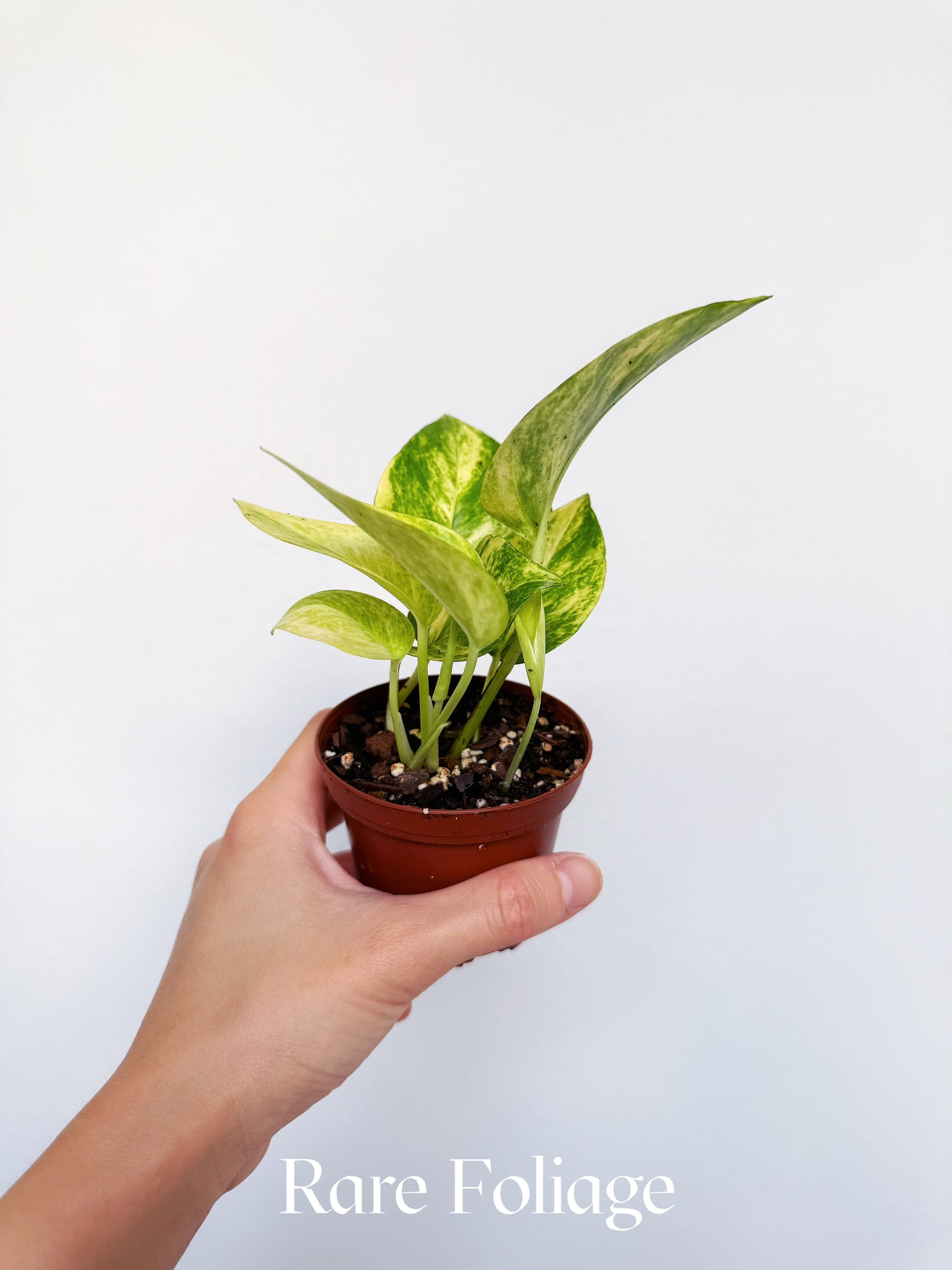 Epipremnum Sp. Neon Queen 3"