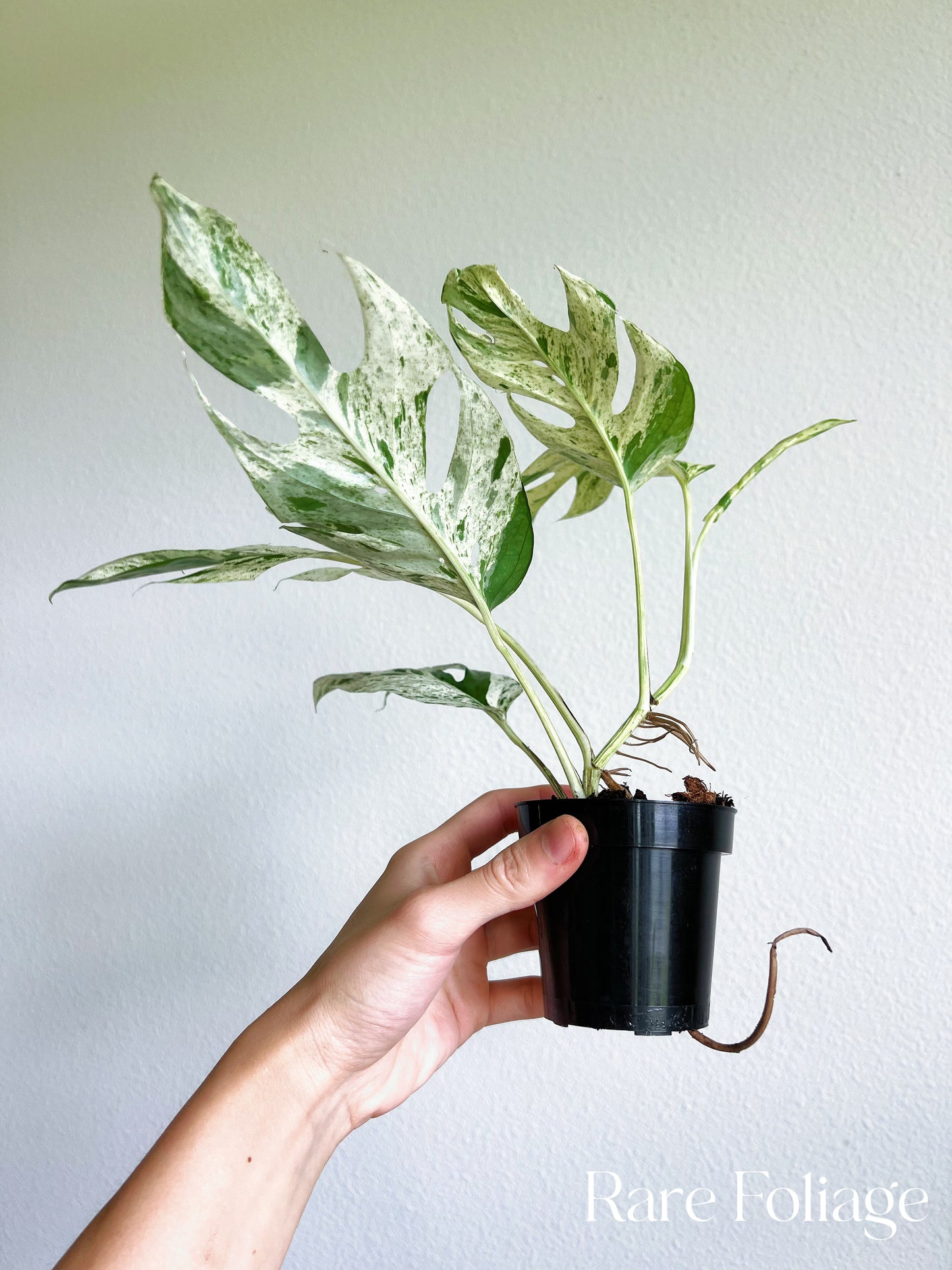 Epipremnum Pinnatum Marble Variegated 3"