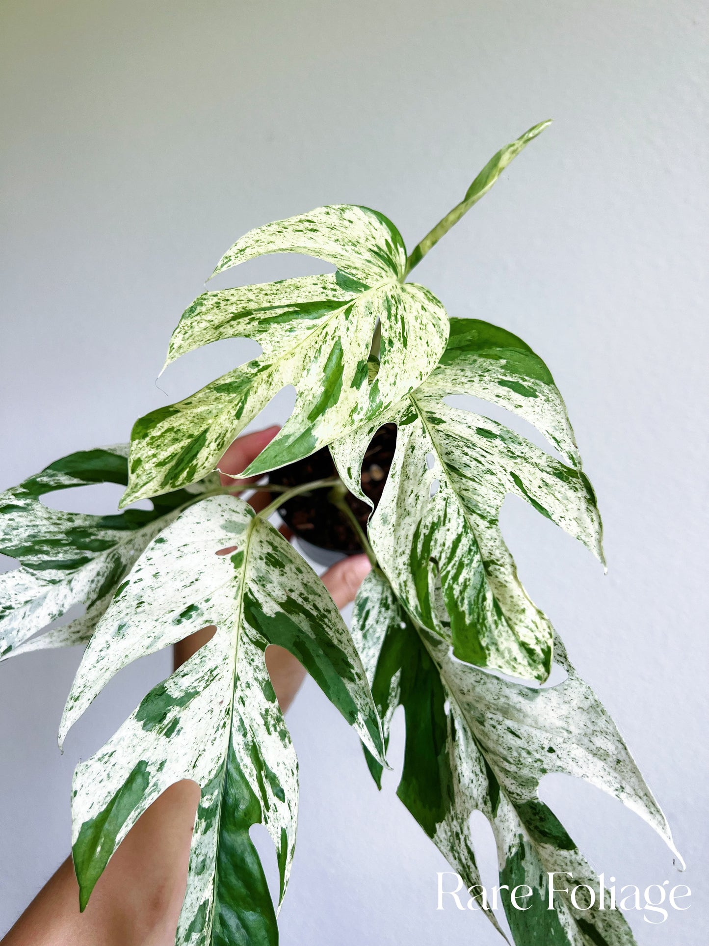 Epipremnum Pinnatum Marble Variegated 3"