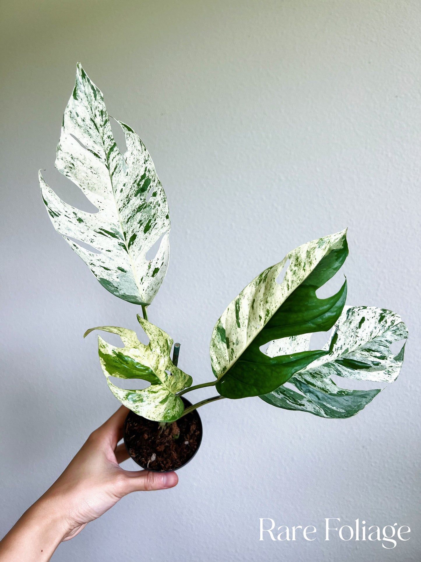 Epipremnum Pinnatum Marble Variegated 3"