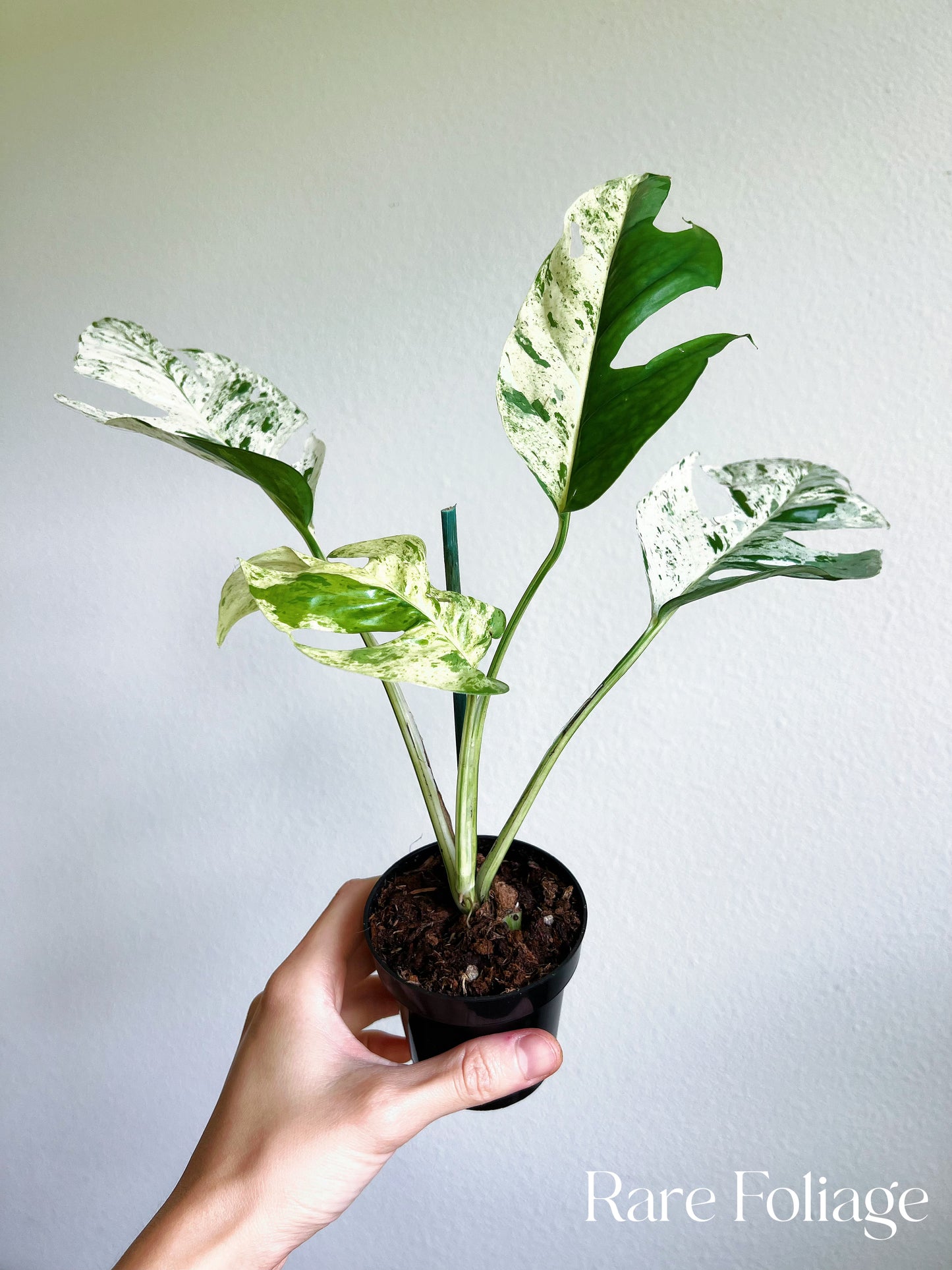 Epipremnum Pinnatum Marble Variegated 3"