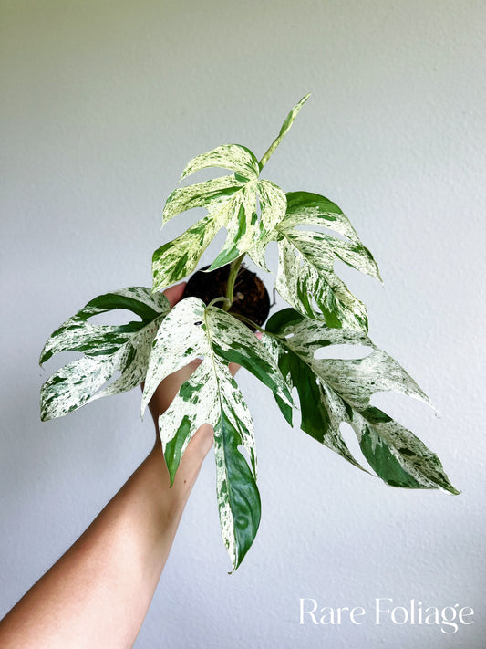 Epipremnum Pinnatum Marble Variegated 3"