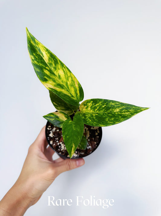 Epipremnum Yellow Flame 4"