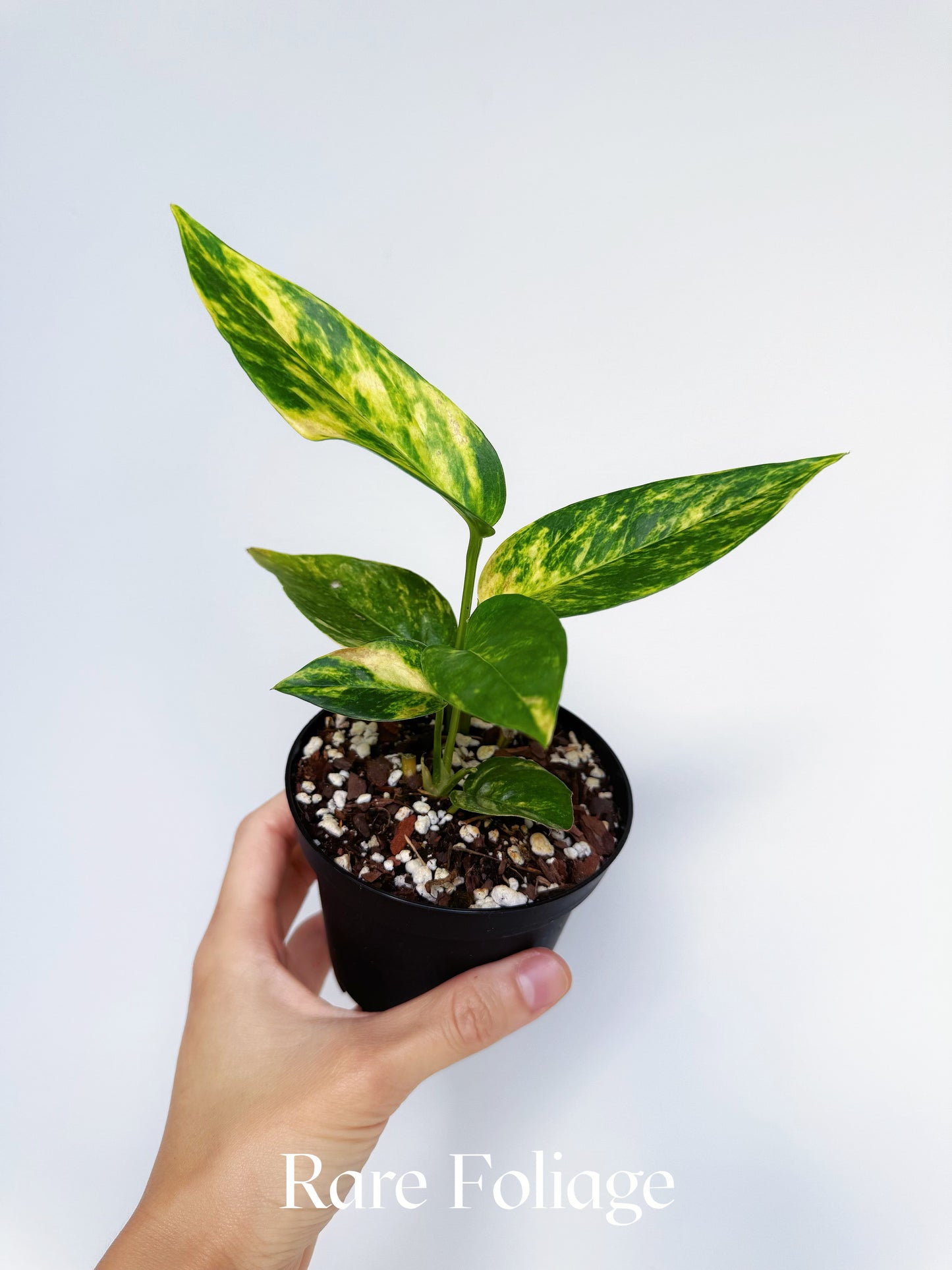 Epipremnum Yellow Flame 4"
