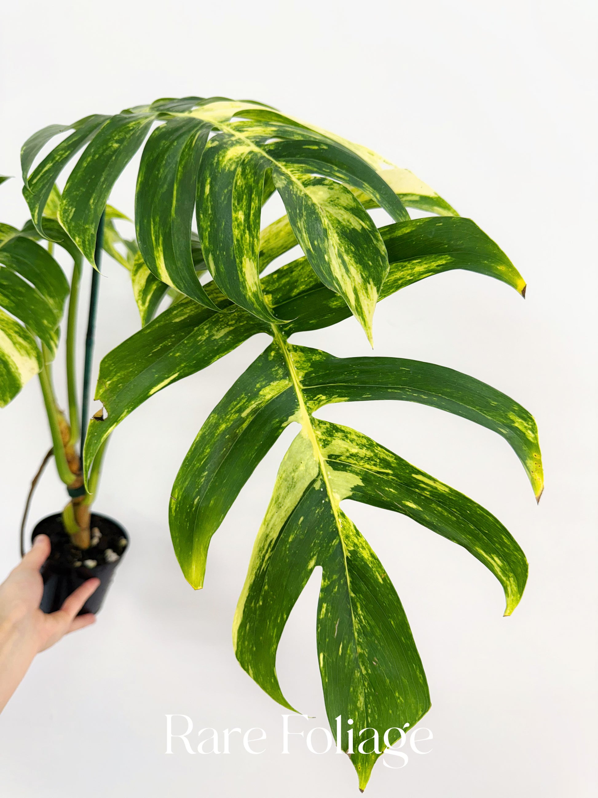 philodendron pinnatum Epipremnum Pinnatum Yellow Flame XL 8"