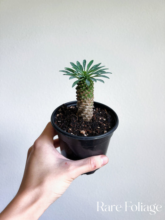 Euphorbia Hypogaea ‘Pineapple’ 4”