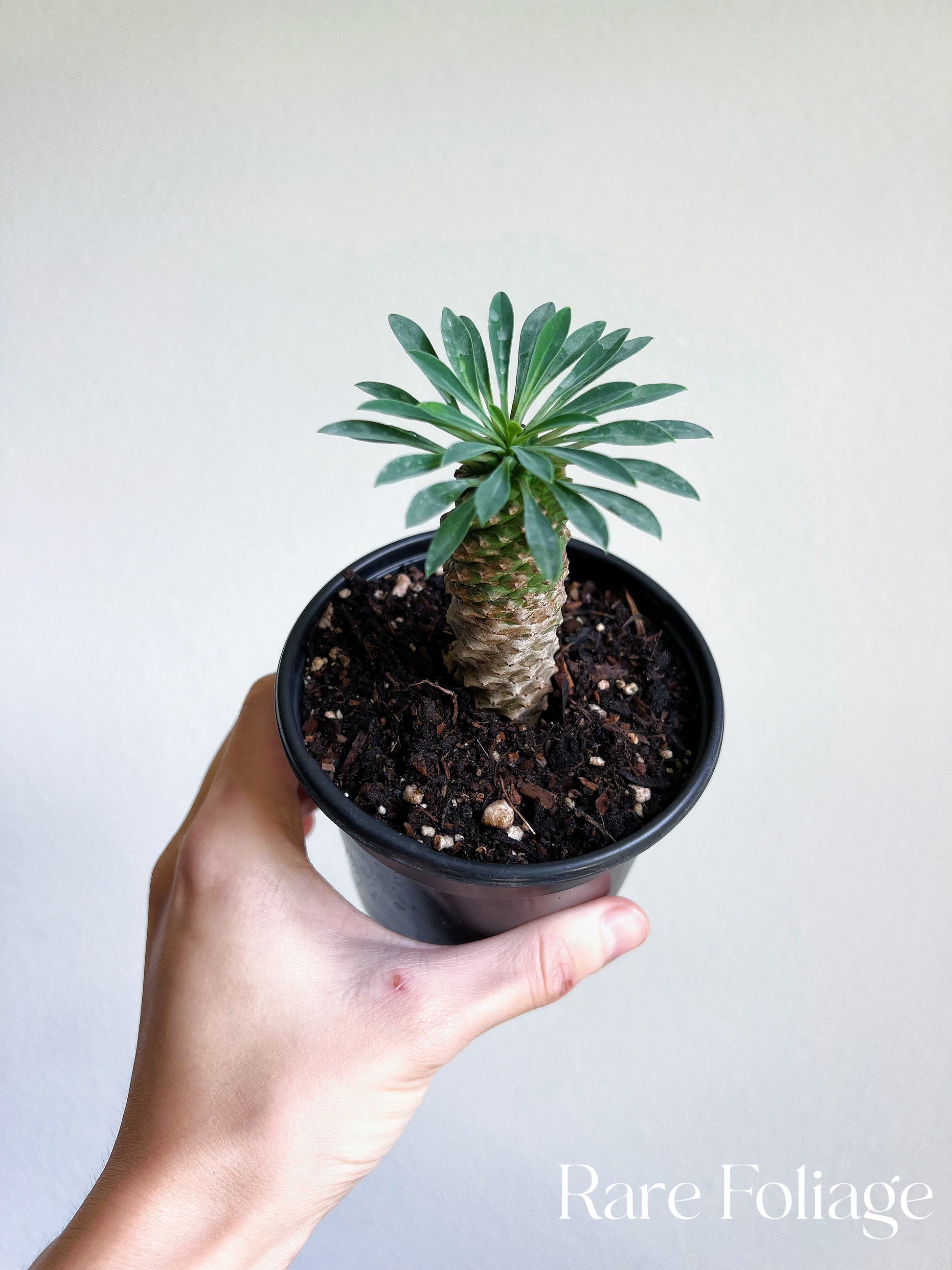 succulent that looks like a pineapple Euphorbia Hypogaea 'Pineapple' 3" – Rare Foliage Plant Co