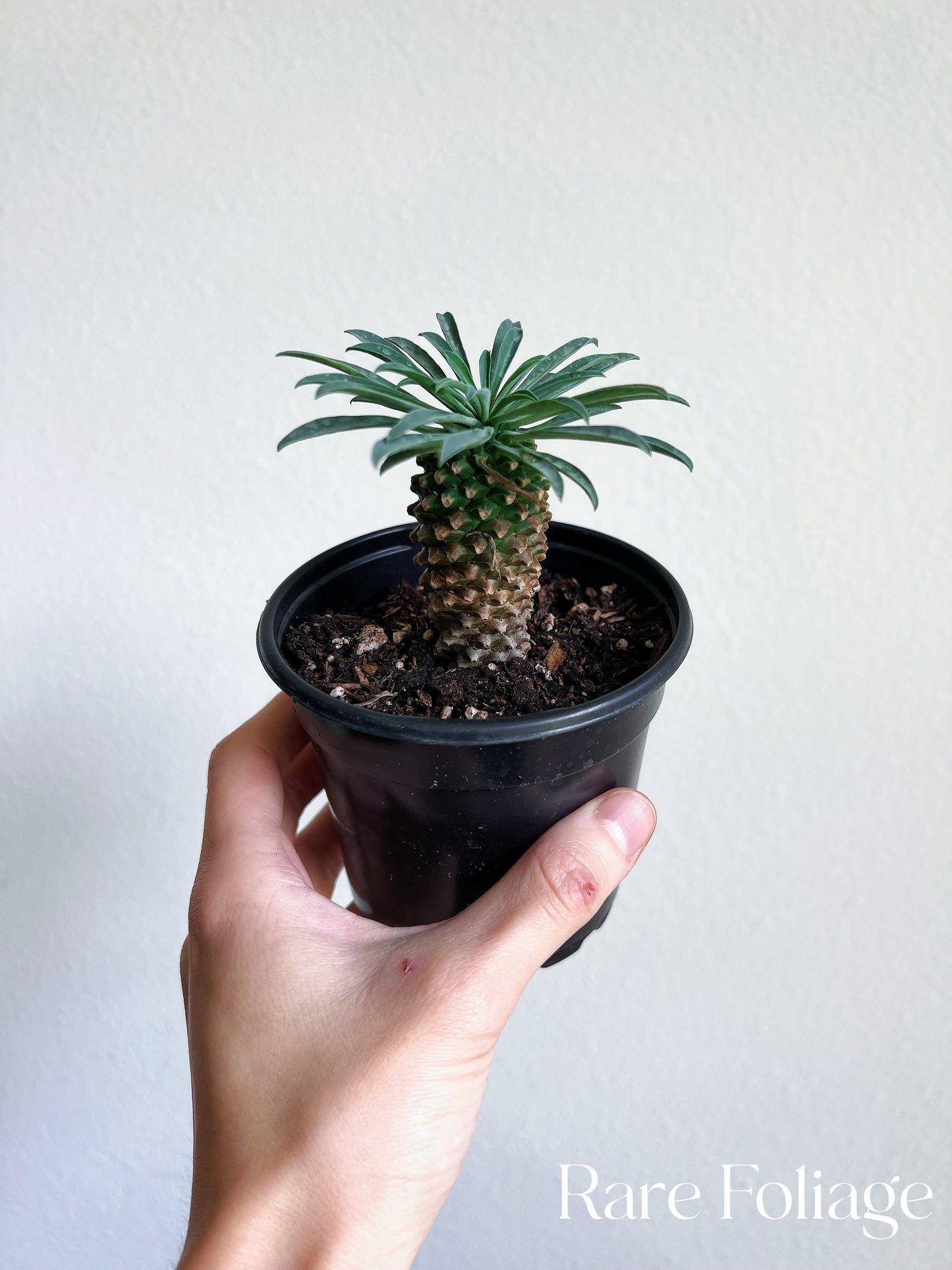 Euphorbia Hypogaea ‘Pineapple’ 4”