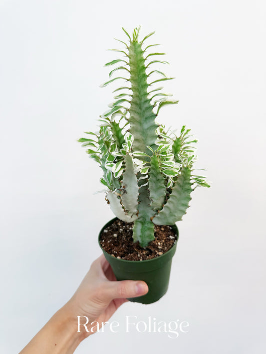 Euphorbia White Ghost Variegated 4”