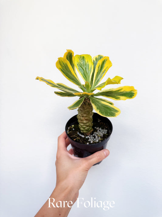 Euphorbia Poisonii Variegated 4"