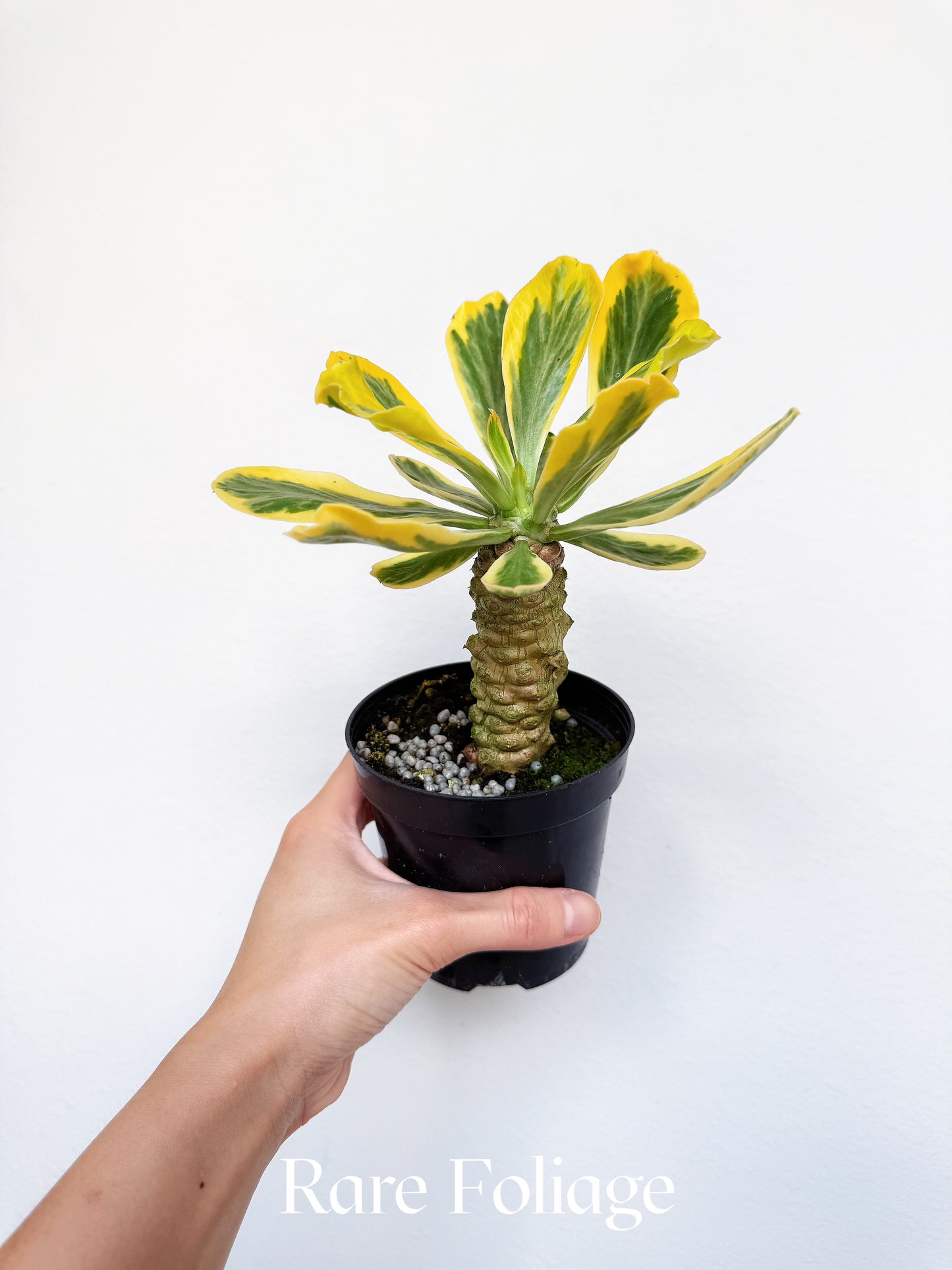 Euphorbia Poisonii Variegated 4"