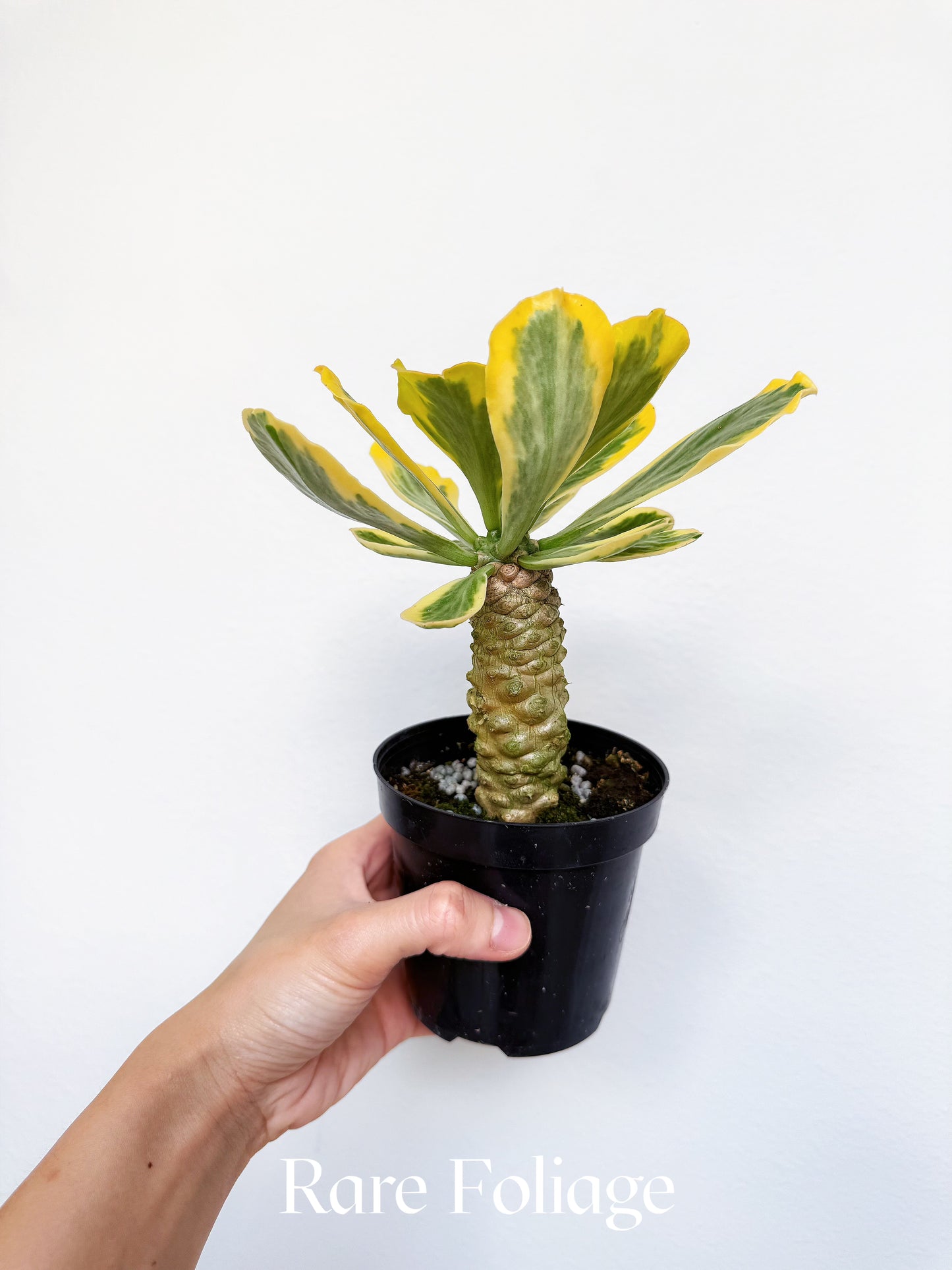 Euphorbia Poisonii Variegated 4"