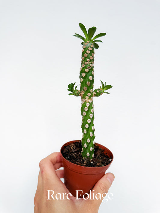 Euphorbia Royleana Boiss 3"