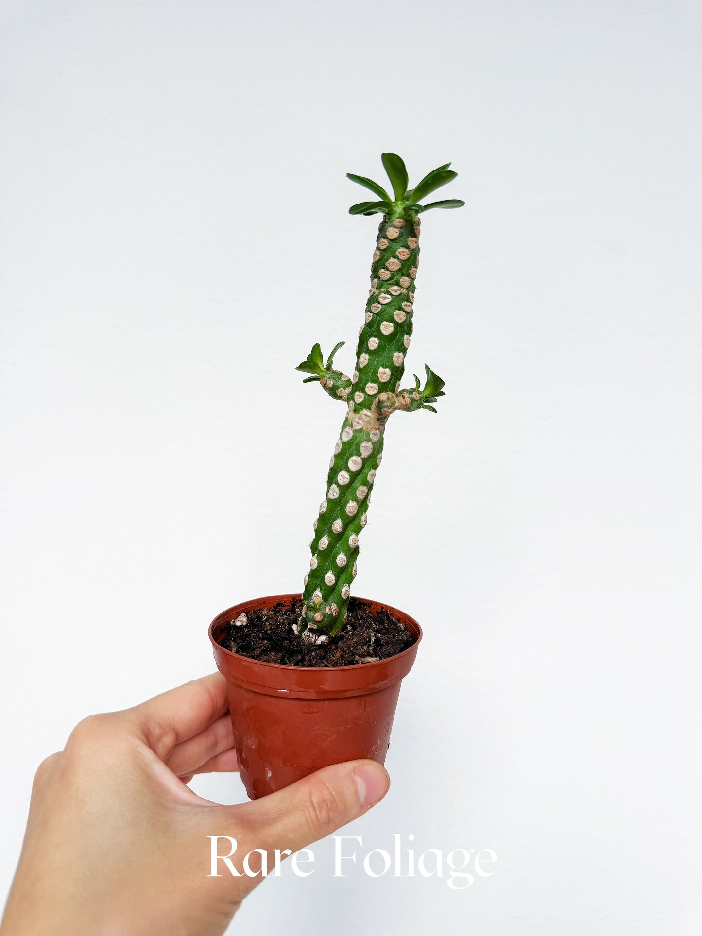 Euphorbia Royleana Boiss 3"