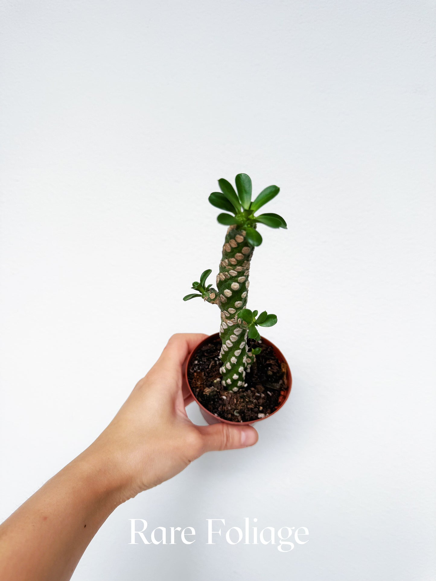 Euphorbia Royleana Boiss 3"