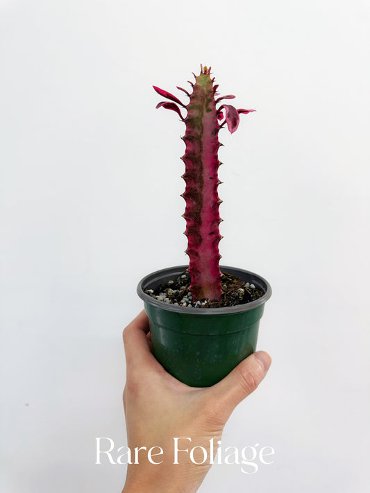 Euphorbia Trigona Pink Variegated 4”