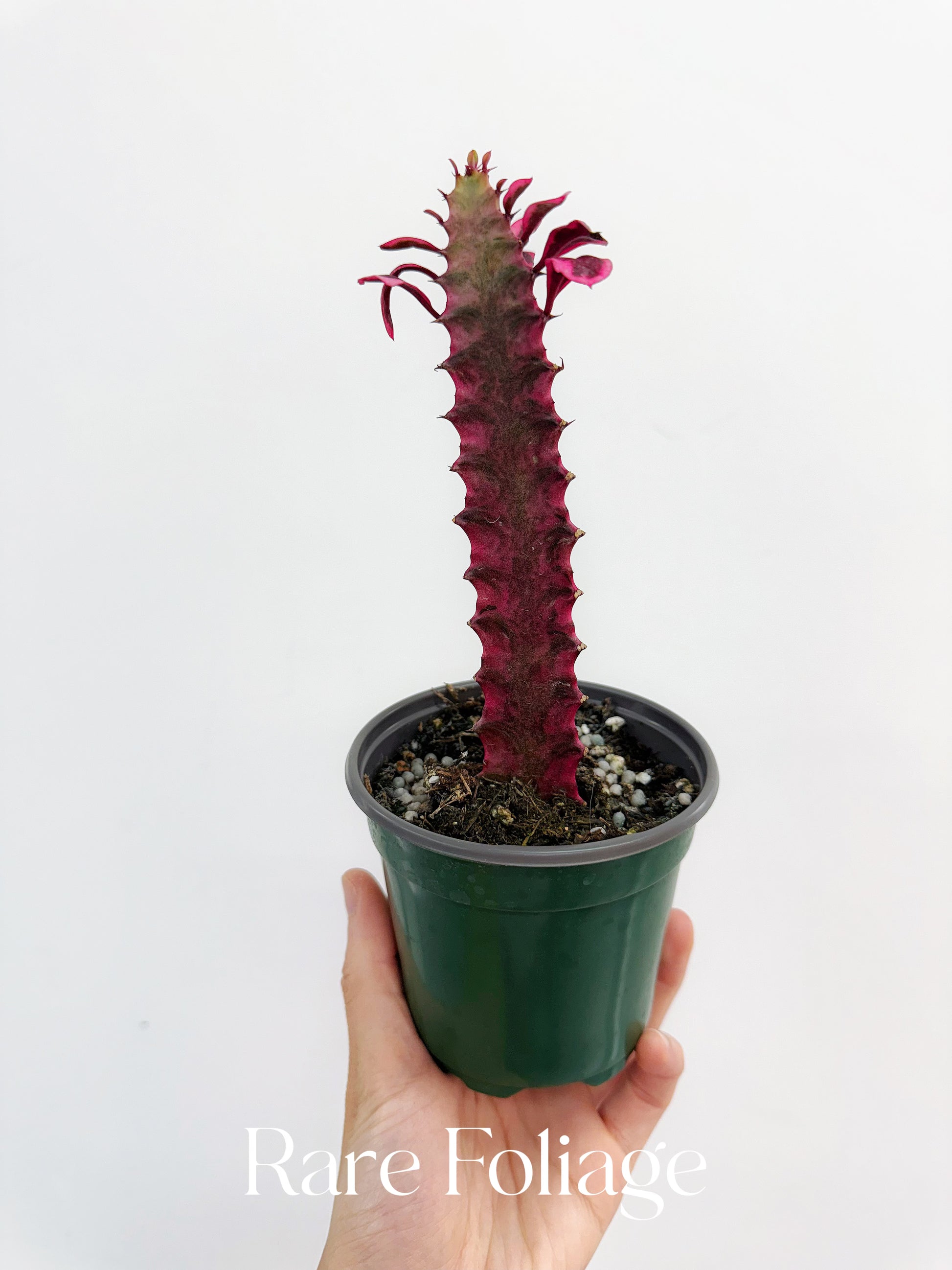 pink variegated succulent Euphorbia Trigona Pink Variegated 4” – Rare Foliage Plant Co