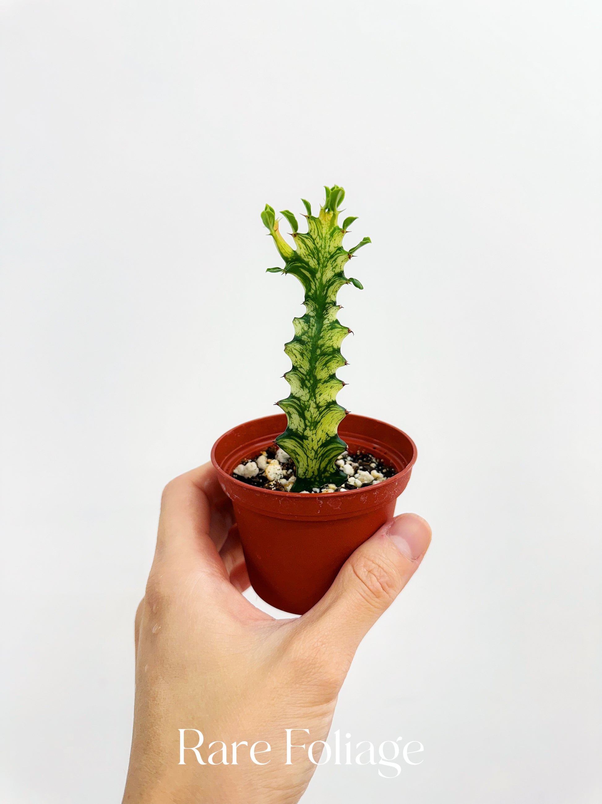 rare snake plant euphorbia Euphorbia Trigona Variegated 3”