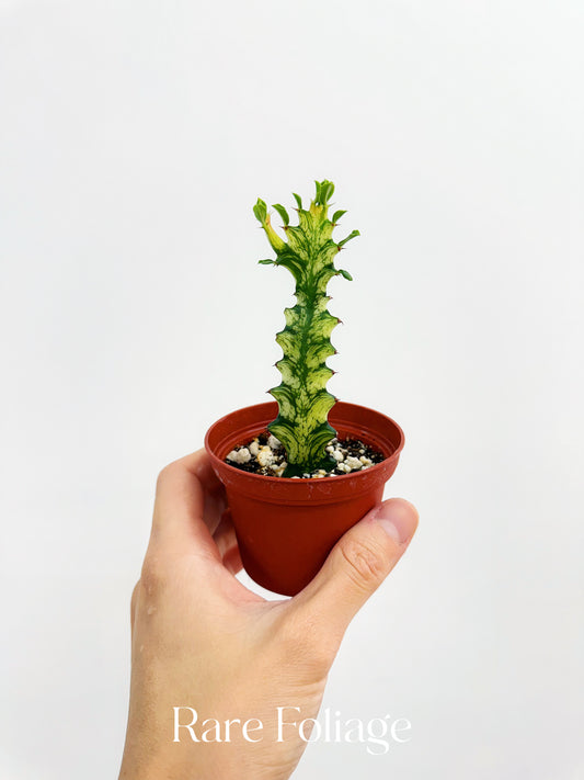 Euphorbia Trigona Variegated 3”