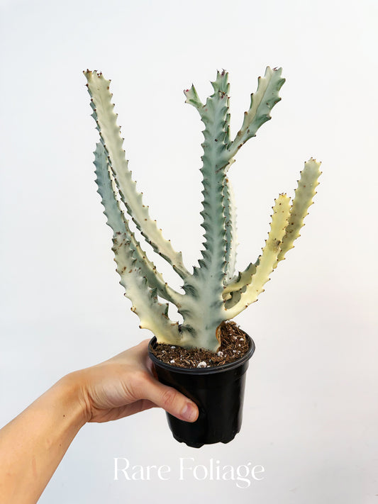 Euphorbia White Ghost 4”