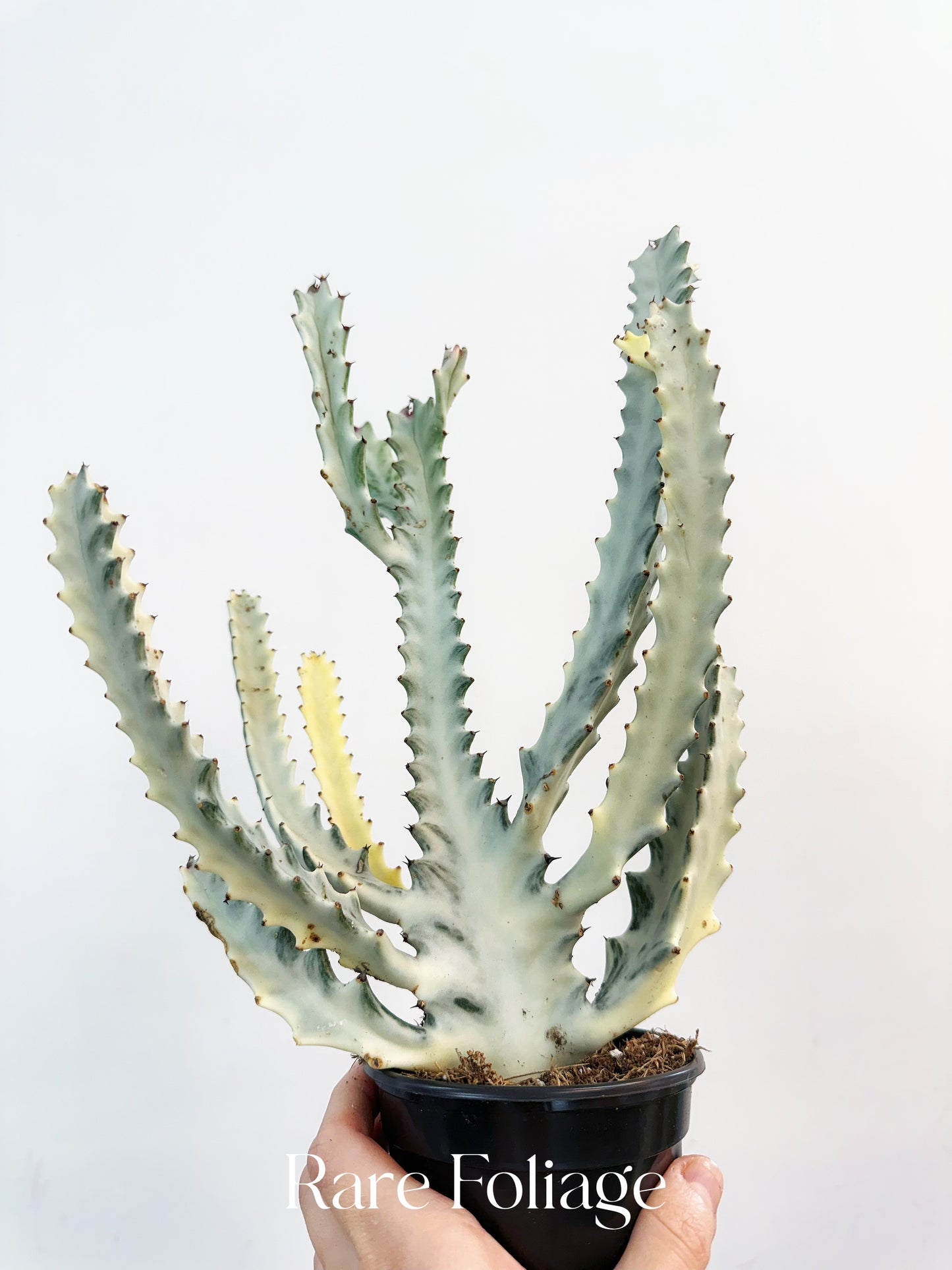 Euphorbia White Ghost 4”