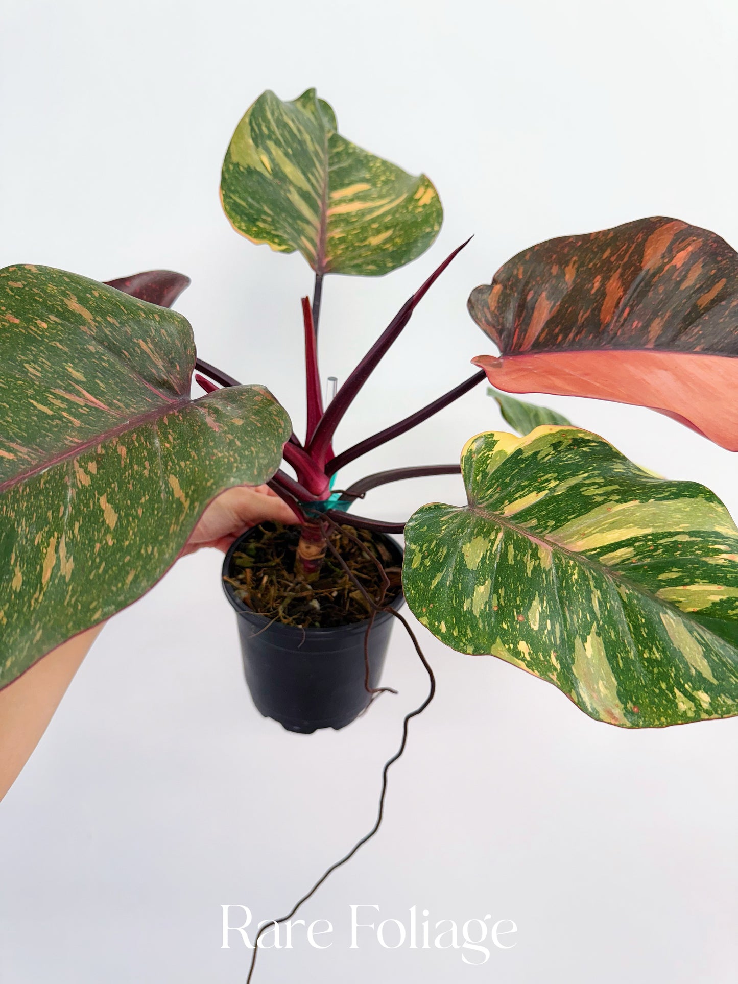 Philodendron Orange Princess 5” Exact Plant