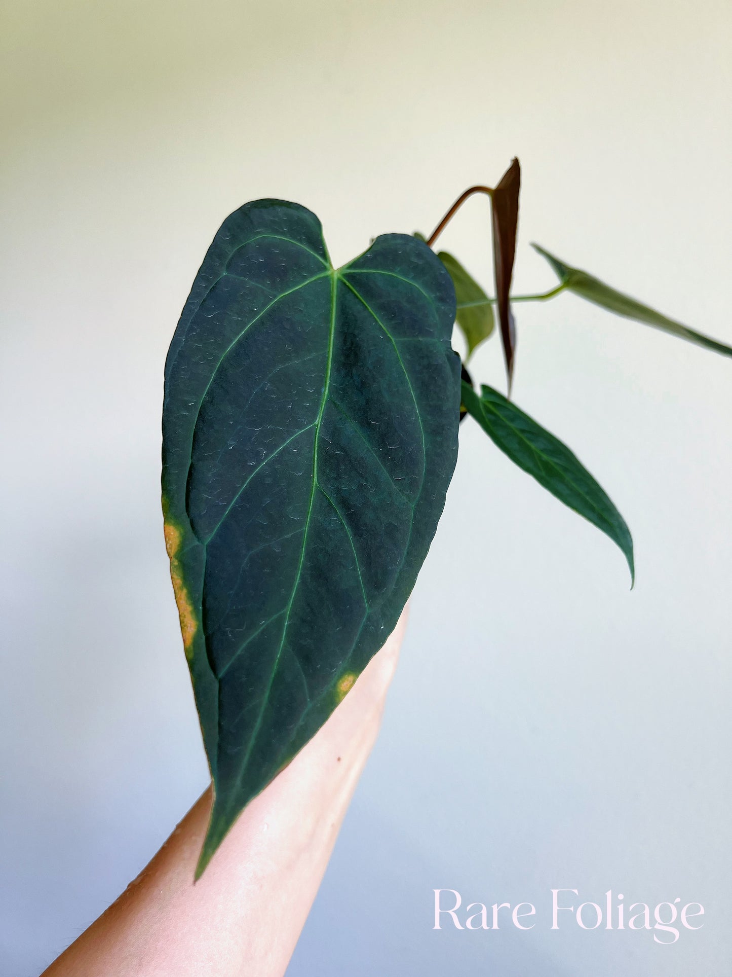 Anthurium Blue Papillilaminum (Kartel Daun) 4”