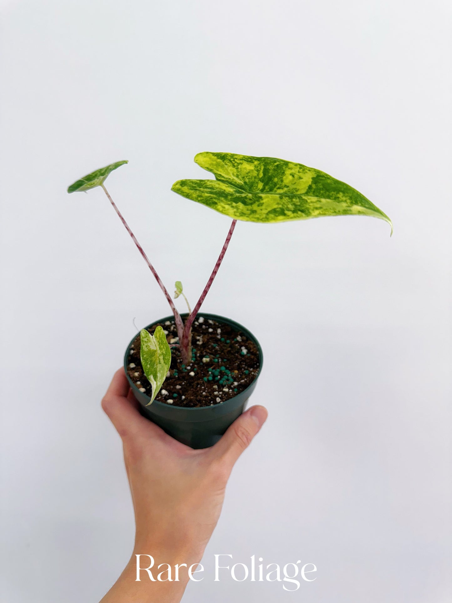 Alocasia Zebrina Variegated 4”