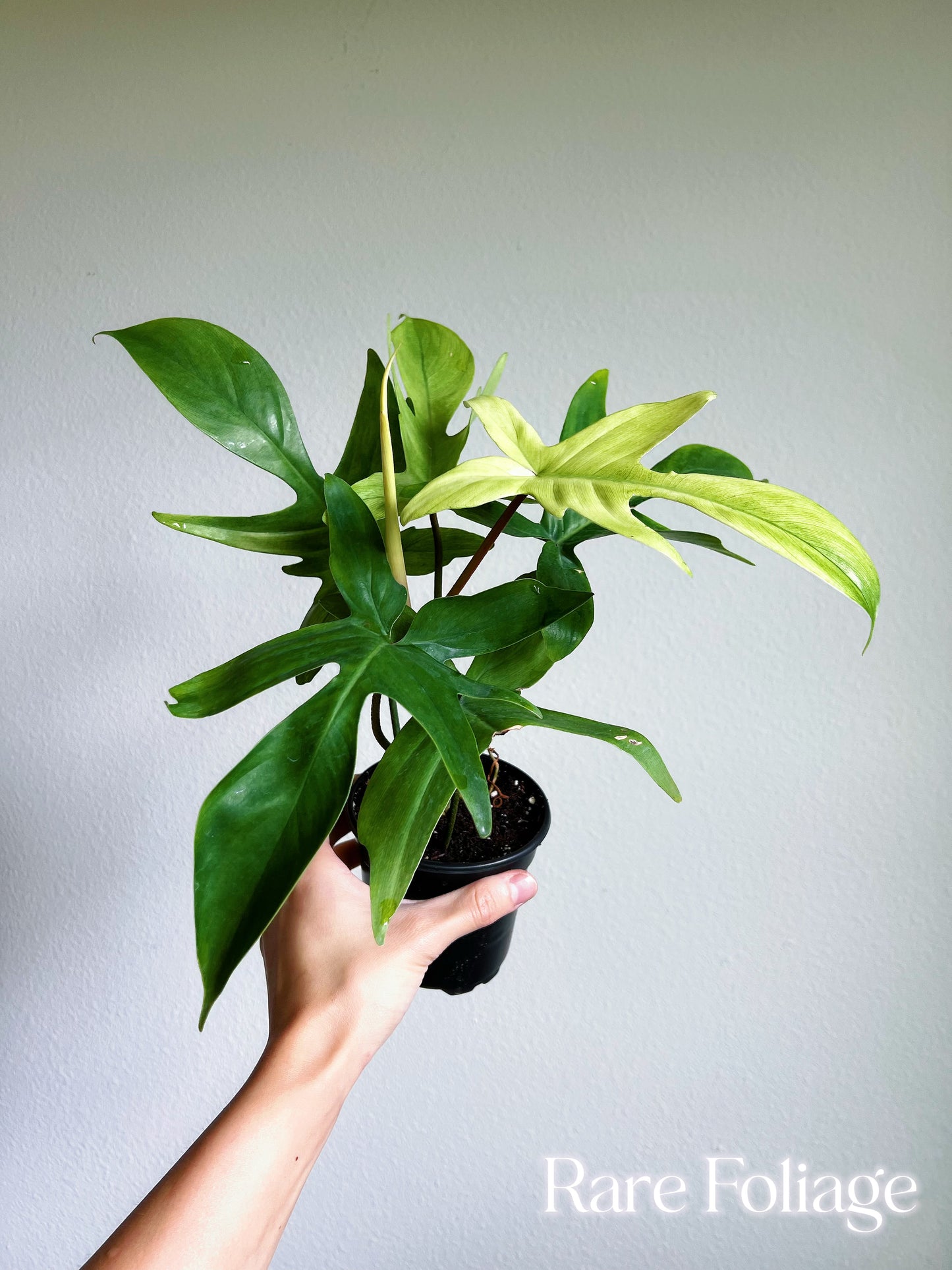 Philodendron Florida Ghost Mint 4”