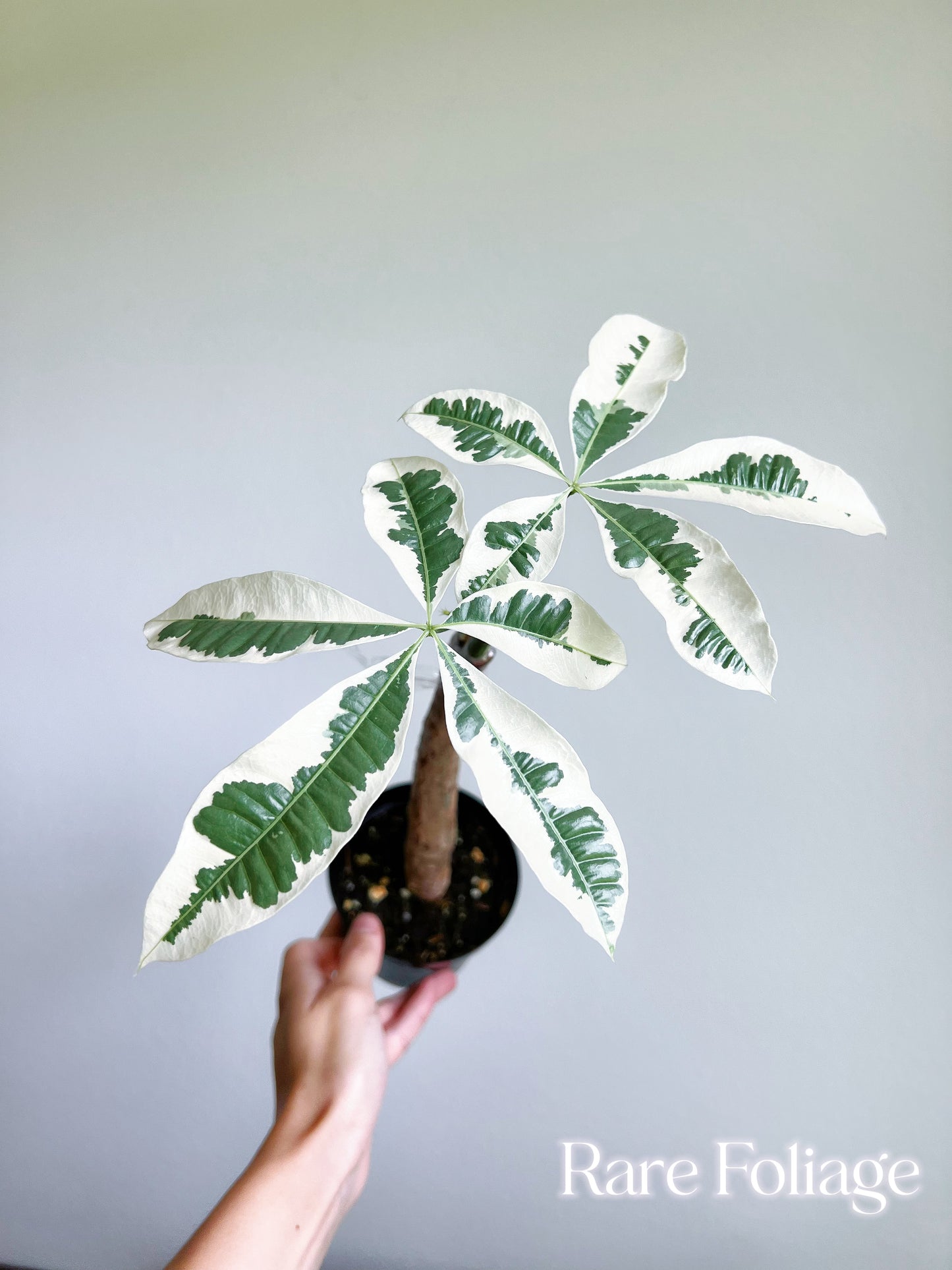 money tree bellingham Money Tree Albo Variegated 4" (Grafted) – Rare Foliage Plant Co
