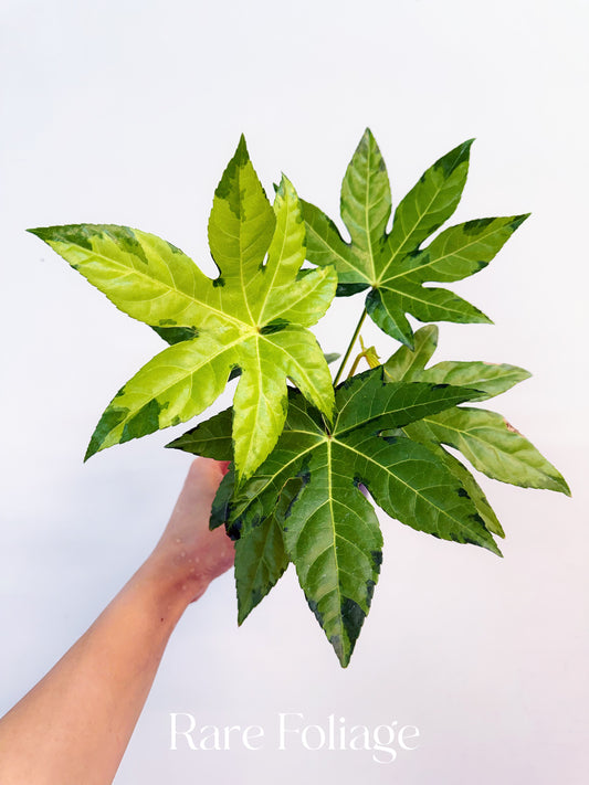 Fatsia Japonica Variegated 4”