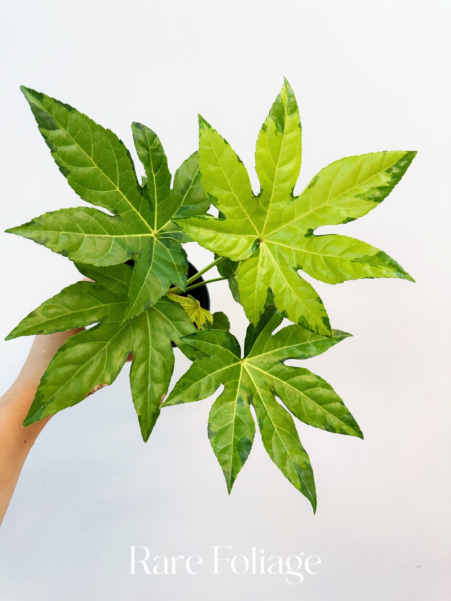Fatsia Japonica Variegated 4”