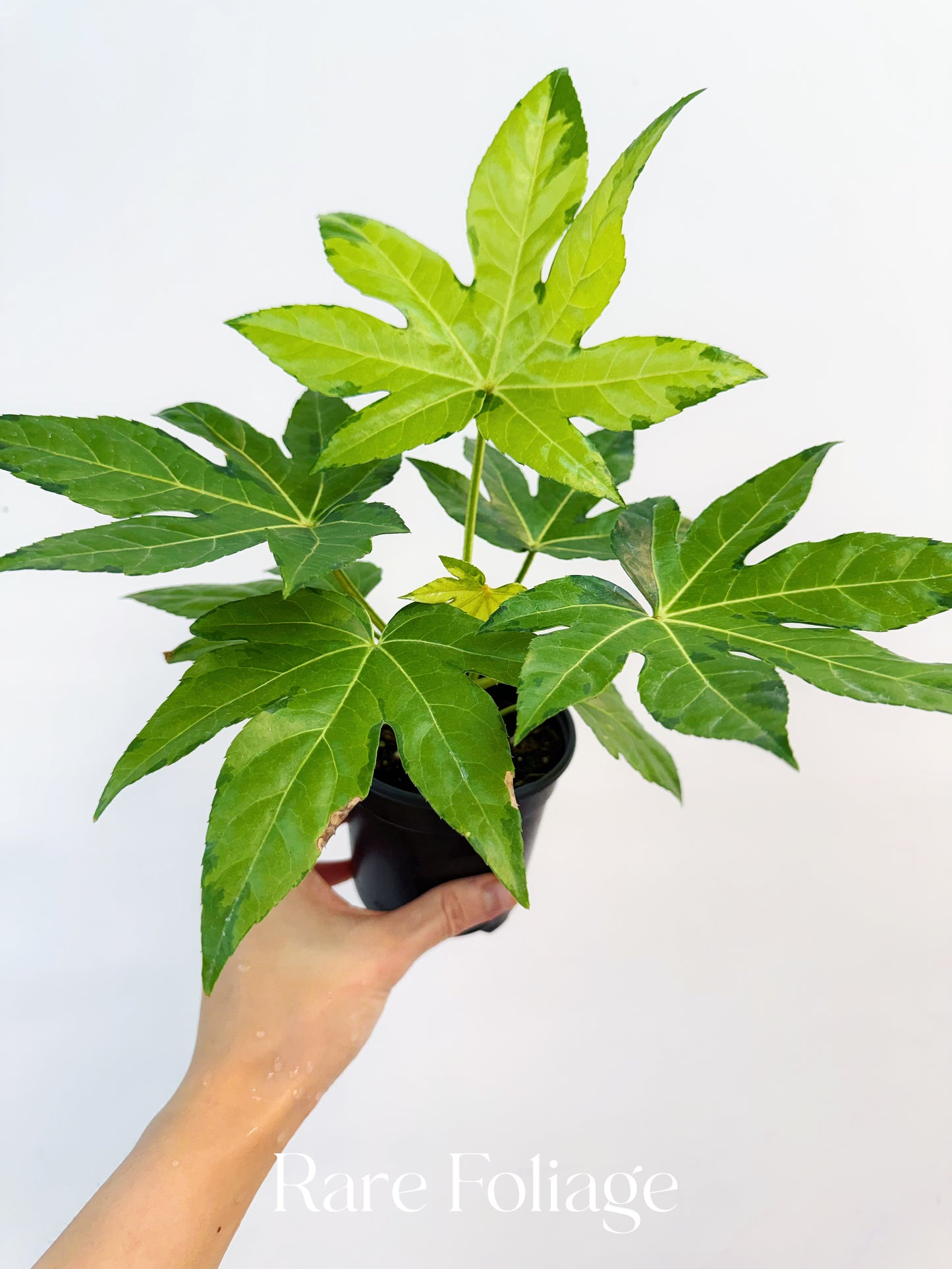 Fatsia Japonica Variegated 4”