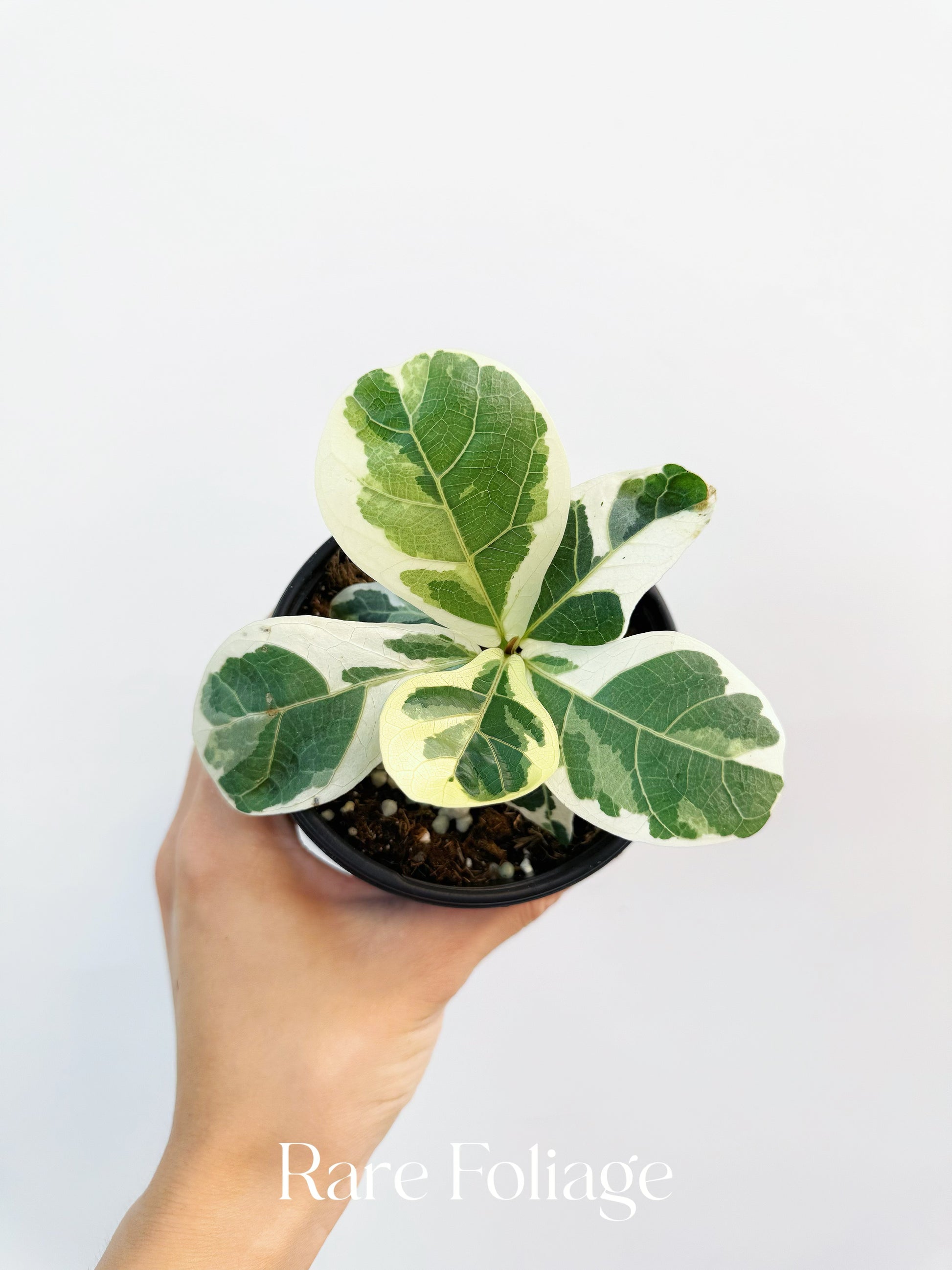 short fiddle leaf fig Ficus Lyrata (Fiddle Leaf Fig) Variegated 4”