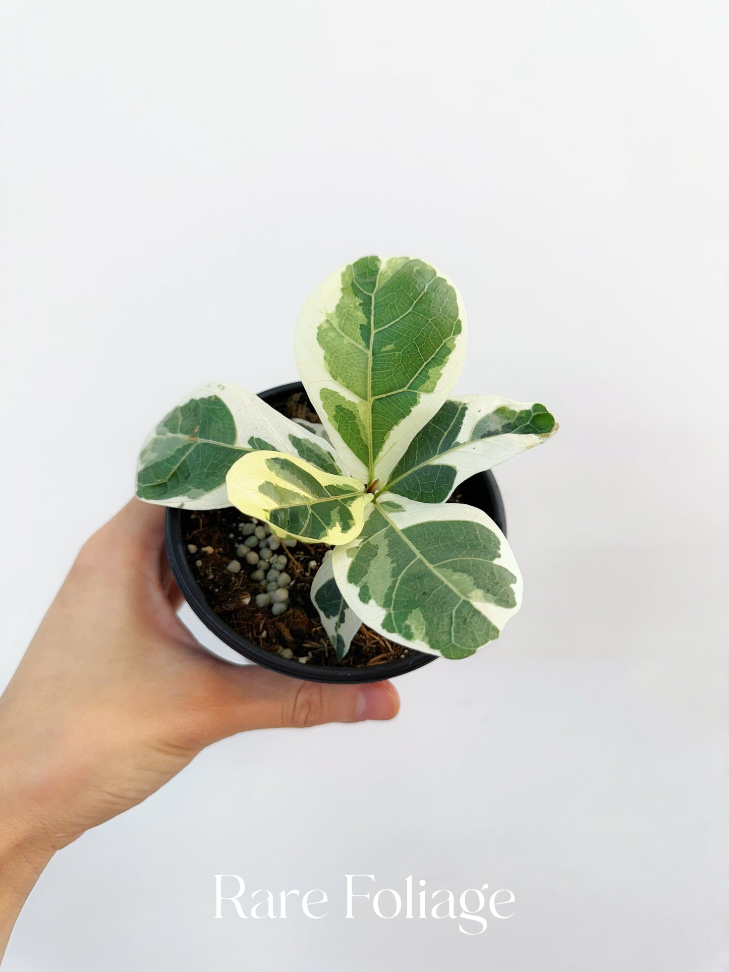 Ficus Lyrata Variegated 4”