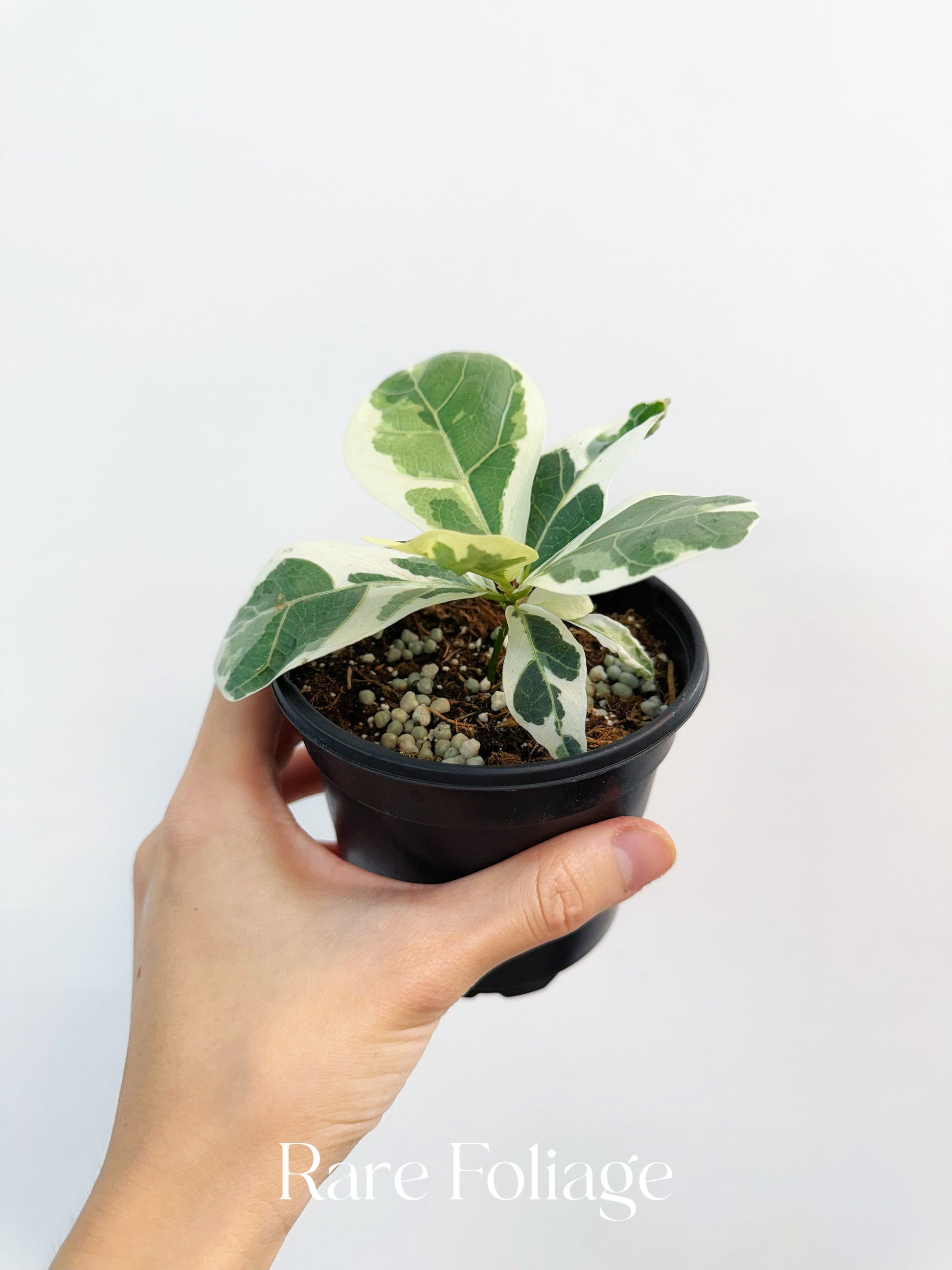 fiddle leaf fig tree variegated Ficus Lyrata (Fiddle Leaf Fig) Variegated 4” – Rare Foliage Plant Co