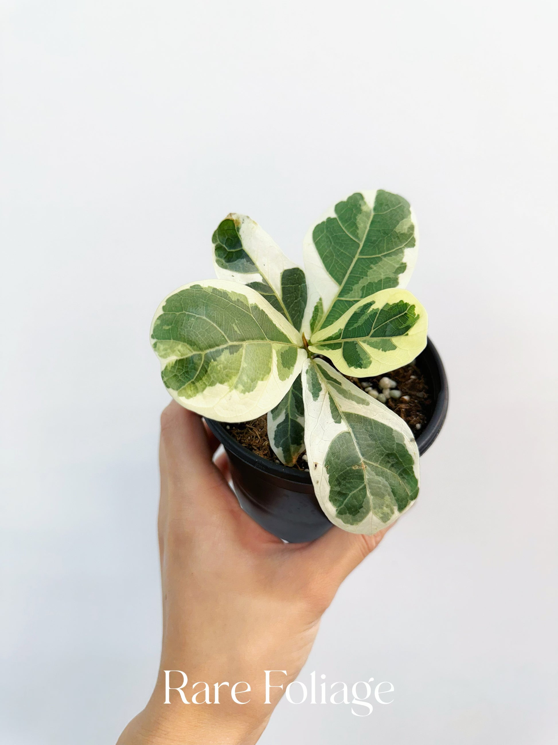 fiddle leaf fig variegated Ficus Lyrata (Fiddle Leaf Fig) Variegated 4” – Rare Foliage Plant Co