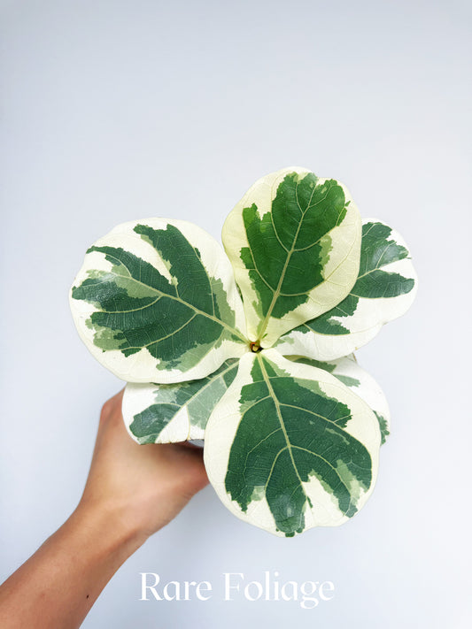 Ficus Lyrata (Fiddle Leaf Fig) Variegated 4”