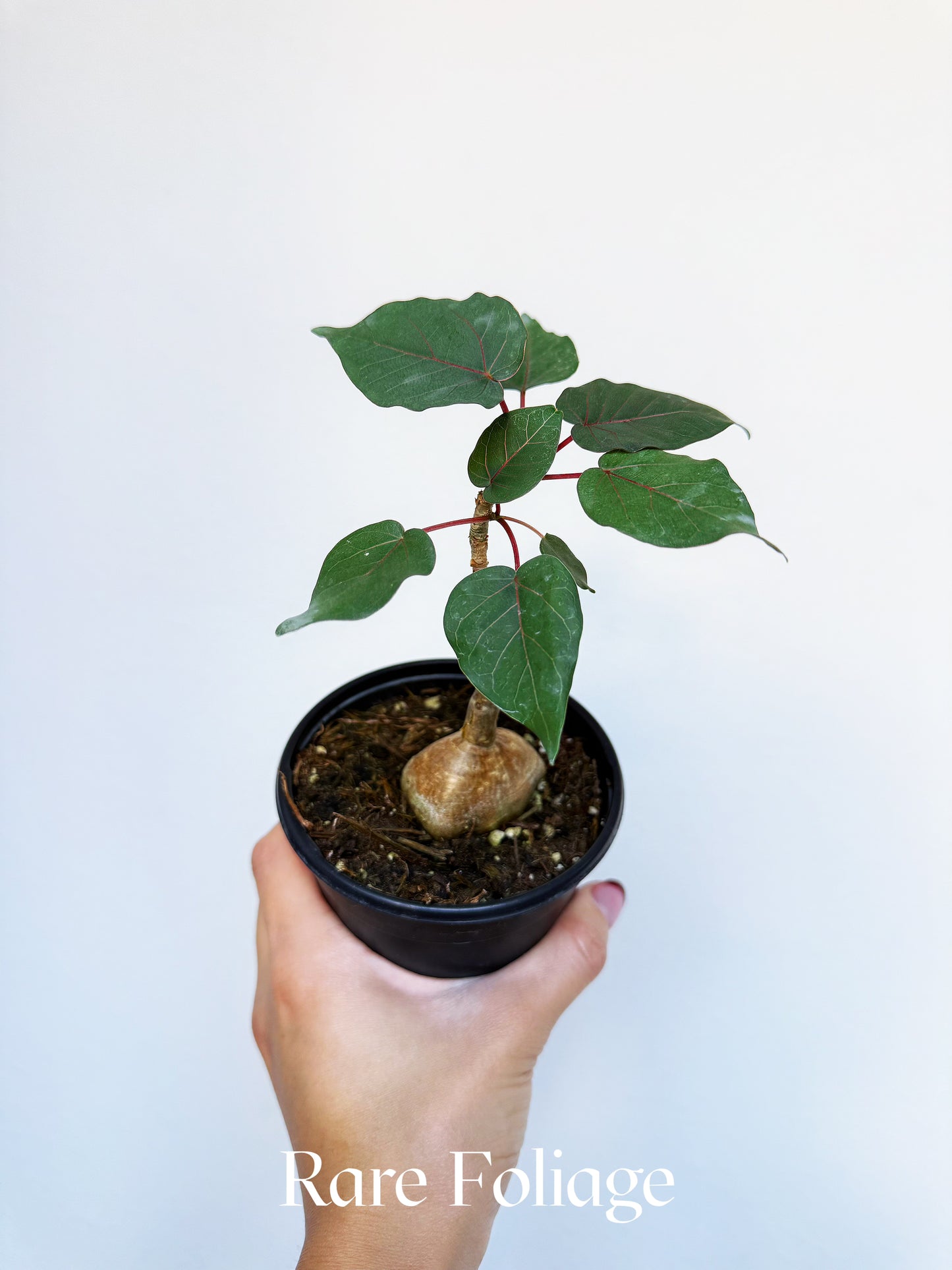 Ficus Petiolaris 4"