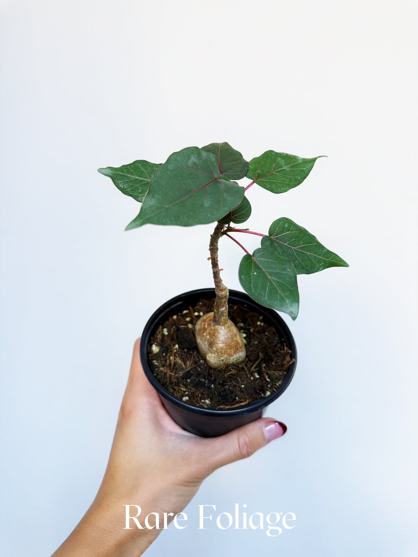 Ficus Petiolaris 4"