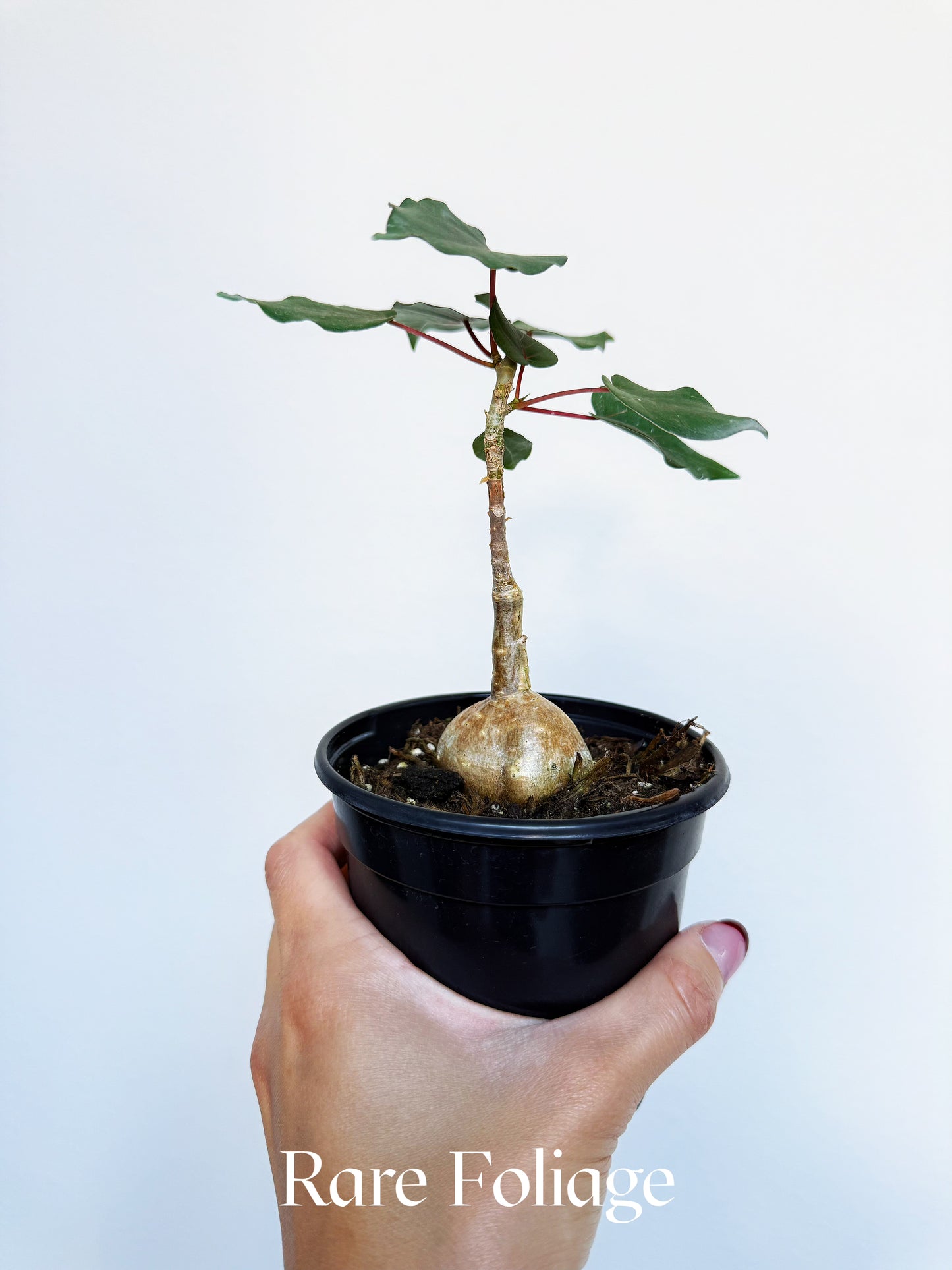 Ficus Petiolaris 4"